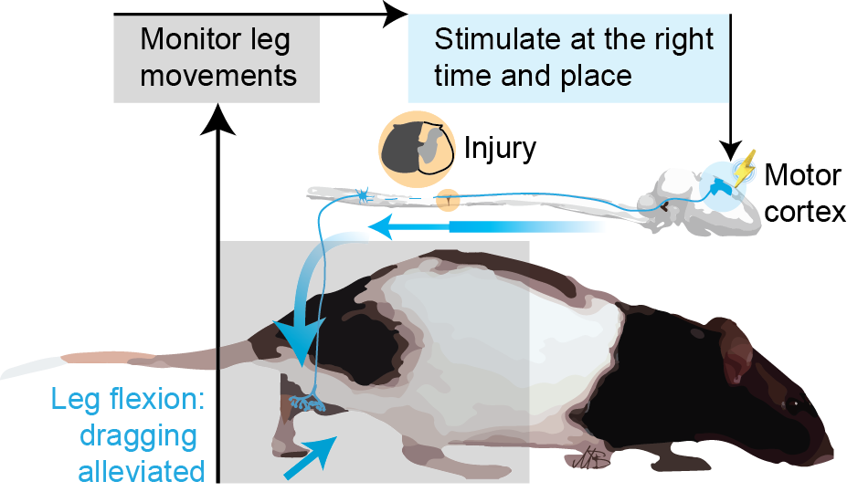 Science Translational Medicine 2021 Graphical Abstract